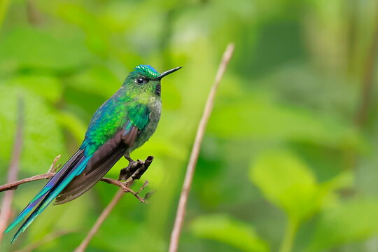 Violet-tailed sylph, Aglaiocercus coelestis, Ecuador