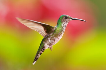White necked jacobin, Florisuga mellivora, Ecuador
