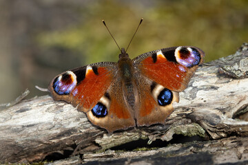 Peacock Butterfly on a Log.