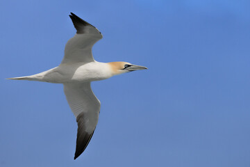 Ganet in Flight