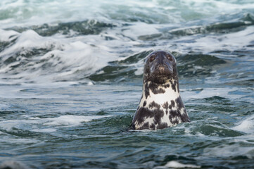Harbour Seal in the Sea, Pittenweem, Scotland
