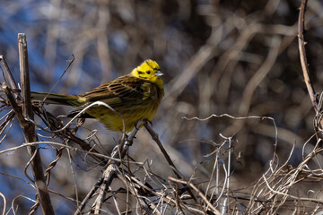 Yellowhammer Perched on a Branch