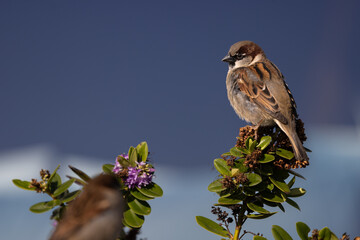 Male Sparrow perched on a branch, Pittenweem, East Neuk of Fife, Scotland