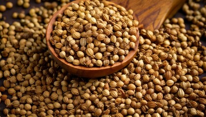 Fototapeta premium Coriander (Cilantro seeds) – Warm, nutty, and citrusy; used in spice blends like garam masal 