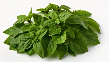 Ethiopian Besobela (Ethiopian Sacred Basil) &ndash; A unique herb used in spice blends and traditi