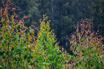 Natural Forest Plantation Trees Wood
