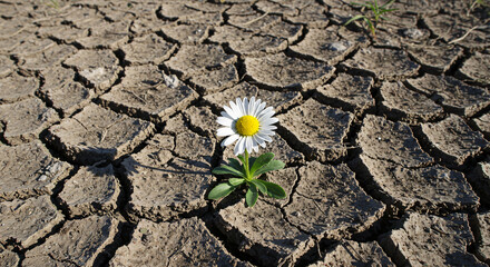 Lone Daisy on Cracked Dry Earth &ndash; Symbol of Resilience and Hope in Drought Conditions

