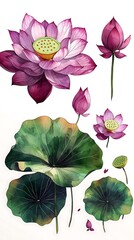 Watercolor illustration of multiple lotus flowers and leaves.