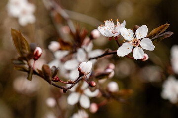 White cherry flowers on spring time close up photo of white blossoming cherry tree branch. White flowers of the cherry blossoms on a spring day.