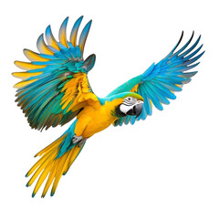 Fototapeta premium vibrant blue and yellow macaw soars gracefully with its wings fully extended, showcasing its colorful plumage against clear background. parrot striking colors and dynamic pose convey sense