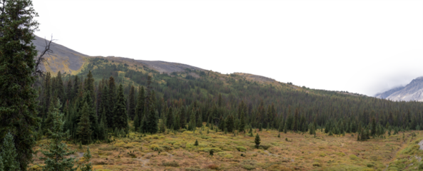 Panorama of mountain meadow surrounded by spruce with a transparent sky
