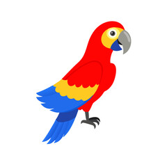 Fototapeta premium Parrot: The Colorful Birds of the Tropics