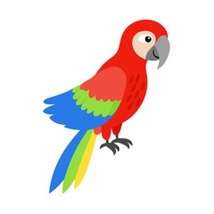 Parrot: The Colorful Birds of the Tropics