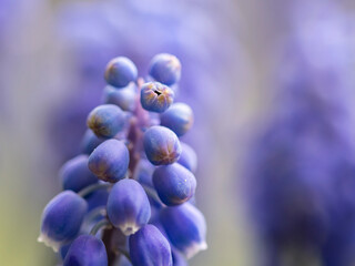 kwiaty na wiosnę fioletowe szafirki macro bokeh