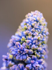 kwiaty na wiosnę fioletowe szafirki macro bokeh