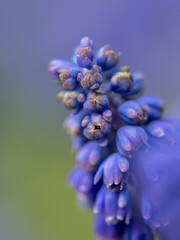 kwiaty na wiosnę fioletowe szafirki macro bokeh