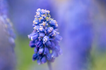 kwiaty na wiosnę fioletowe szafirki macro bokeh