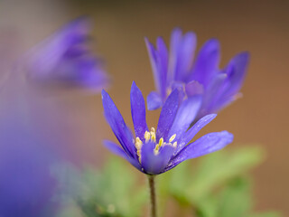 kwiaty na wiosnę fioletowe szafirki macro bokeh