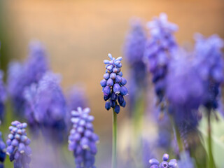 kwiaty na wiosnę fioletowe szafirki macro bokeh