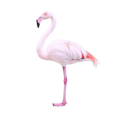 Fototapeta premium graceful flamingo stands on one leg, showcasing its elegant pink and white plumage against plain background. bird long neck and slender legs add to its striking appearance