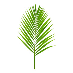 Single fresh palm leaf with vivid green tones