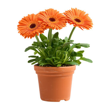 vibrant orange gerbera daisy plant in terracotta pot, showcasing lush green leaves and cheerful blooms. Perfect for adding pop of color to any indoor or outdoor space