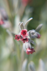 Pardoglossum cherifolium L. in bloom,  flowering plant belonging to the family Boraginaceae, Cynoglossum cheirifolium plant