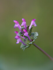 Lamium amplexicaule, commonly known as henbit dead-nettle. The specific name refers to the leaves, which are amplexicaul (clasping the stem)
