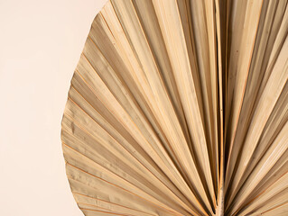 Dried Palm Leaf displays texture on neutral backdrop