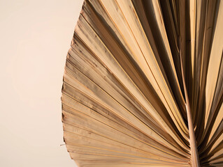 Dried Palm Leaf displays texture on neutral backdrop
