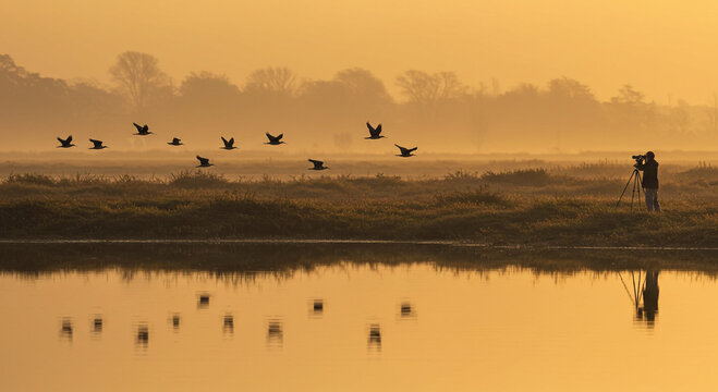 A photographer captures birds flying over a golden lake at sunrise, with reflections shimmering on the water and fog in the distance.