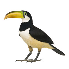 vibrant toucan with large, colorful beak stands gracefully, showcasing its striking black and white plumage. bird vivid green and yellow beak adds splash of color, highlighting its exotic nature