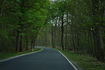 Obraz premium Asphalted road in green spring forest