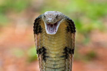 Fototapeta premium Close up of a king cobra snake