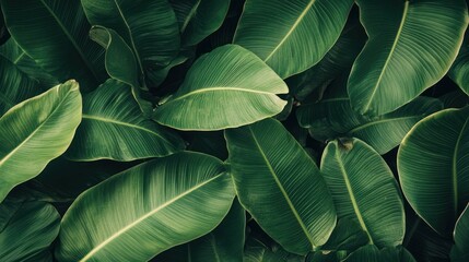 Fototapeta premium Close-up of vibrant green, textured tropical leaves filling the frame.
