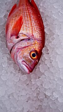Vertical video of Close up fresh redfish snapper on crushed