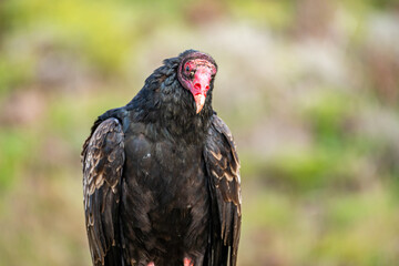 Close-up of Turkey vulture (Cathartes aura)	