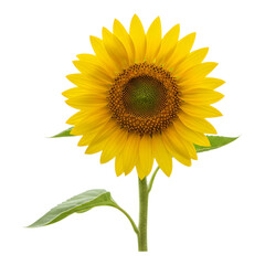 Fototapeta premium Bright yellow sunflower with visible seeds and petals