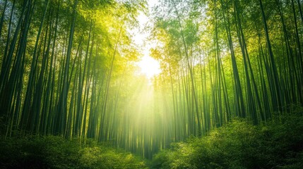 Lush bamboo forest with sunlight streaming through the trees, creating a serene mood.
