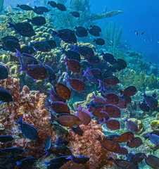 Caribbean coral garden, underwaterBonaire