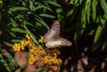 Borboleta originaria da mata atlântica brasileira.