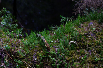 A close up of an overgrown trunk and moss in an ancient nordic forest.