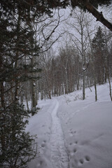 Tibble Fork Loop hiking winter storm snow views of trail Lone Peak Wilderness Uinta Wasatch Cache National Forest, Rocky Mountains, Utah. United States.