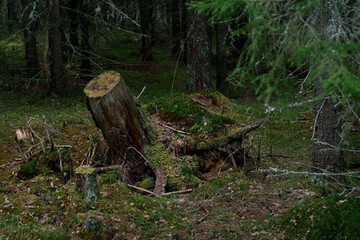 A tree trunk overgrown resembling a giant tortoise in an ancient mystical nordic forest.