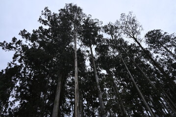 Natural Forest Plantation Trees Wood