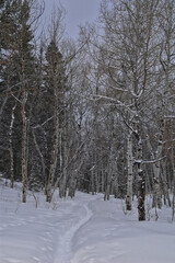 Tibble Fork Loop hiking winter storm snow views of trail Lone Peak Wilderness Uinta Wasatch Cache National Forest, Rocky Mountains, Utah. United States.