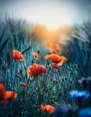 Obraz premium Cornfield with poppies and other wild flowers