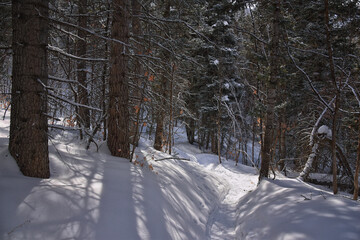 Tibble Fork Loop hiking winter storm snow views of trail Lone Peak Wilderness Uinta Wasatch Cache National Forest, Rocky Mountains, Utah. United States.