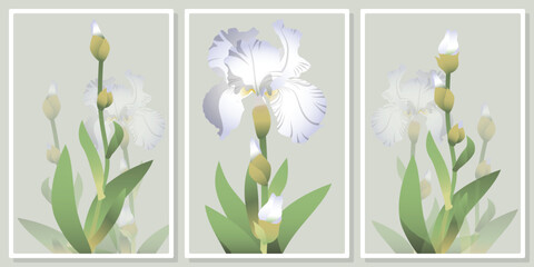 frames with owith delicate white irises flowers wall art vector set - for wall framed prints, canvas prints, poster, home decor
