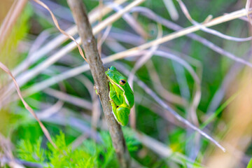 The American green tree frog (Dryophytes cinereus or Hyla cinerea) Commonly found in the central and southeastern United States, the frog lives in open canopy forests with permanent water sources 